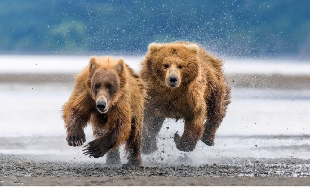 四川棕熊在街上狂奔,去年曾咬3名村民,它为何对人类起了杀心?
