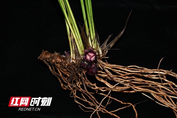隆回蜘蛛抱蛋这个植物新物种是如何发现的湖南中医药大学细说全过程