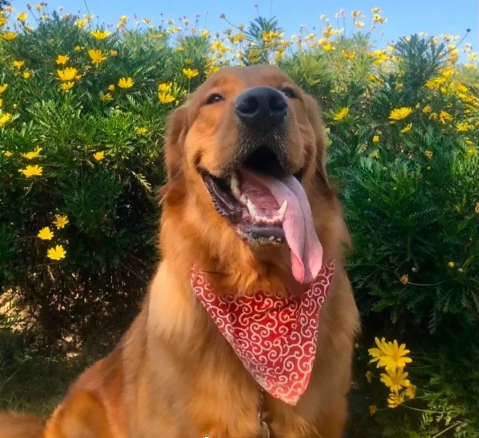 市场规模500亿金毛siri之死背后混乱中疯长的宠物托运