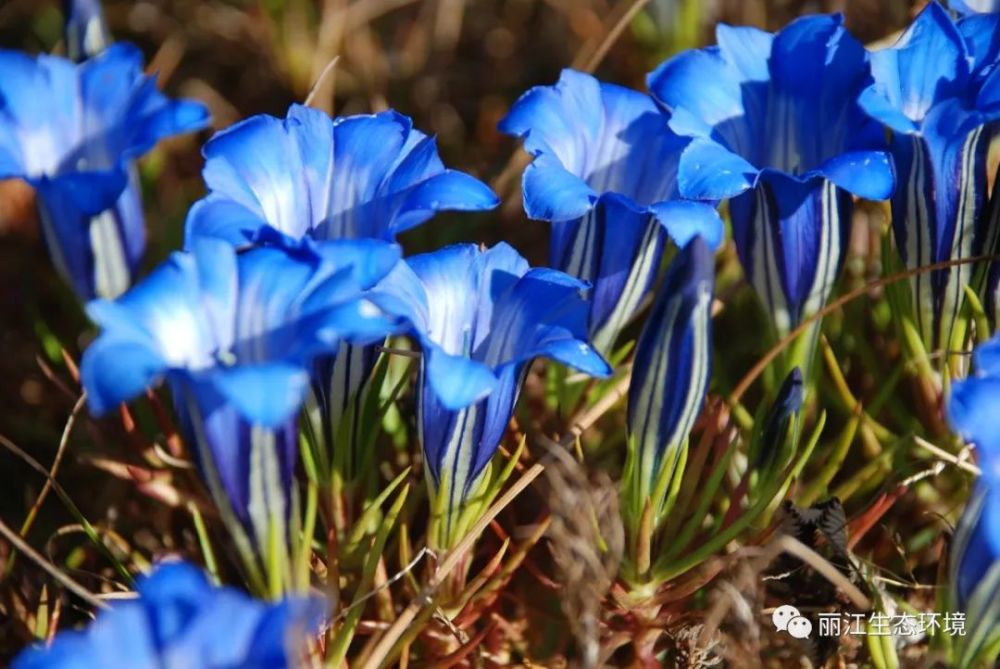生物多样性百科七叶龙胆
