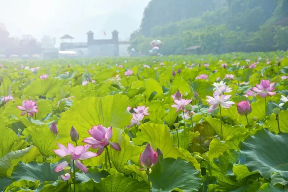 峰林小镇的荷花绽放摄影师镜头下的荷花真美约起来