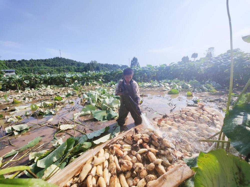 小康圆梦四川南充搬罾莲藕种植基地夫妻返乡种莲藕生态有机藕带村民
