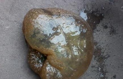 在李时珍的《本草纲目》中曾记载:"肉芝状如肉.