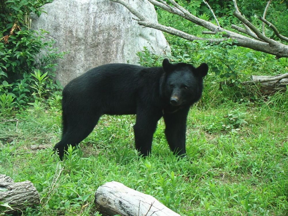 东京奥运会首战会场附近有熊出没,警方燃放鞭炮驱赶_腾讯新闻