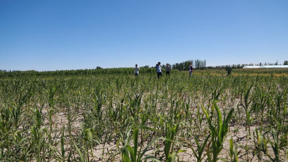 瓜州县小杂粮种植面积达3万亩