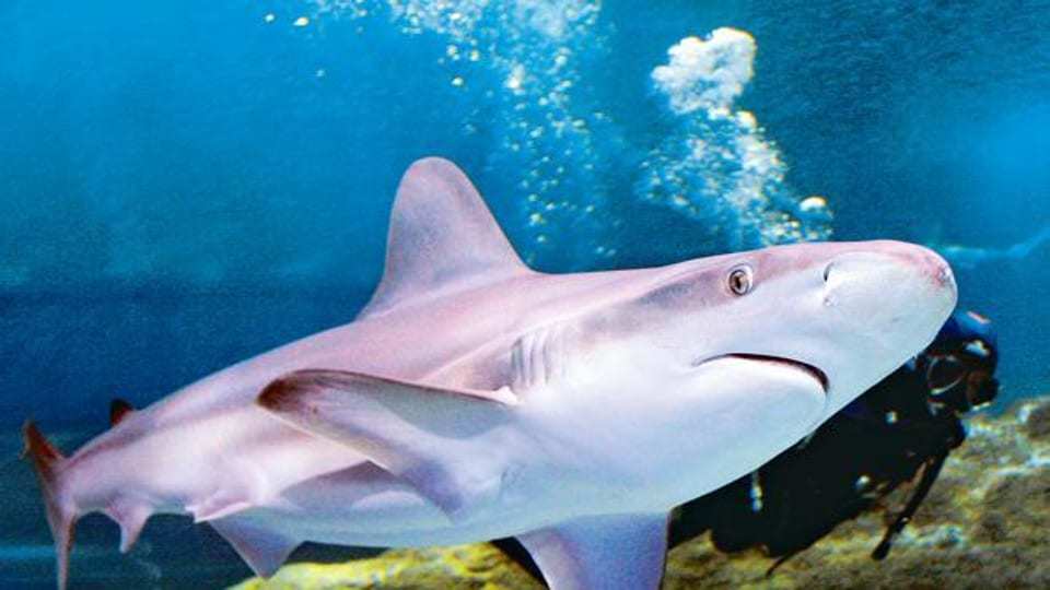 特斯拉要敲棺材板了！100年前的发明，人类不用，鲨鱼都要用腻了