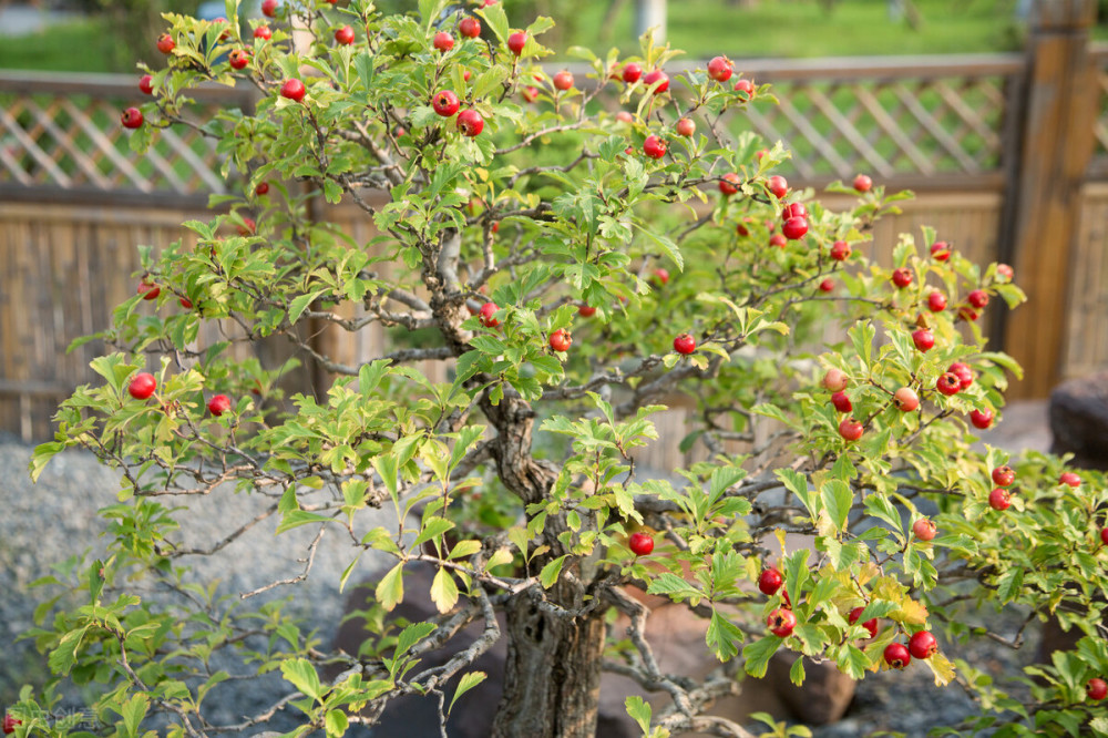 对于"老油子"花匠,把果树养成盆景,那是轻轻松松的事,安排