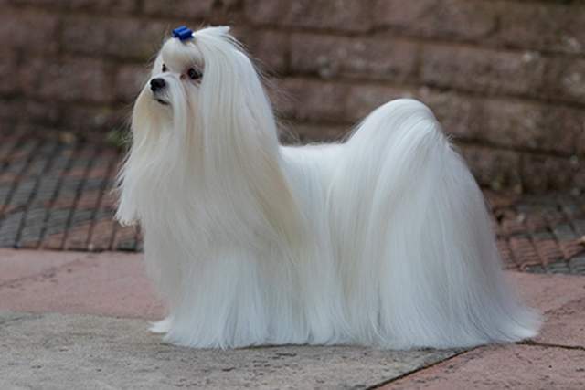 (拥有白色垂地长毛的马尔济斯犬)