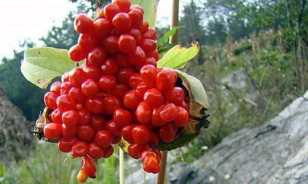 农村一片抗癌草比化疗强100倍它能杀死99的癌细胞只要几块钱