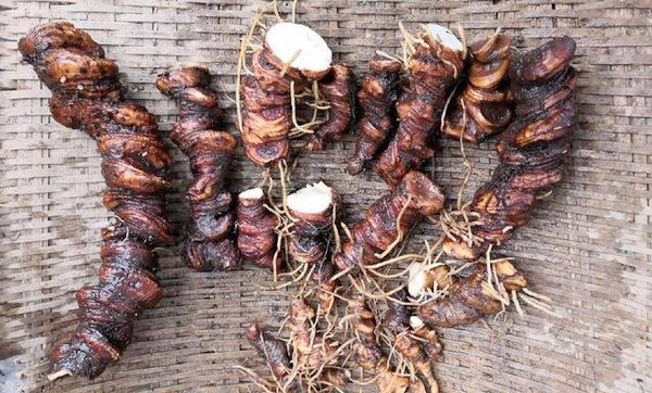 七叶一枝花其药用部位为其根茎:重楼,形似海螺,俗称海螺七.