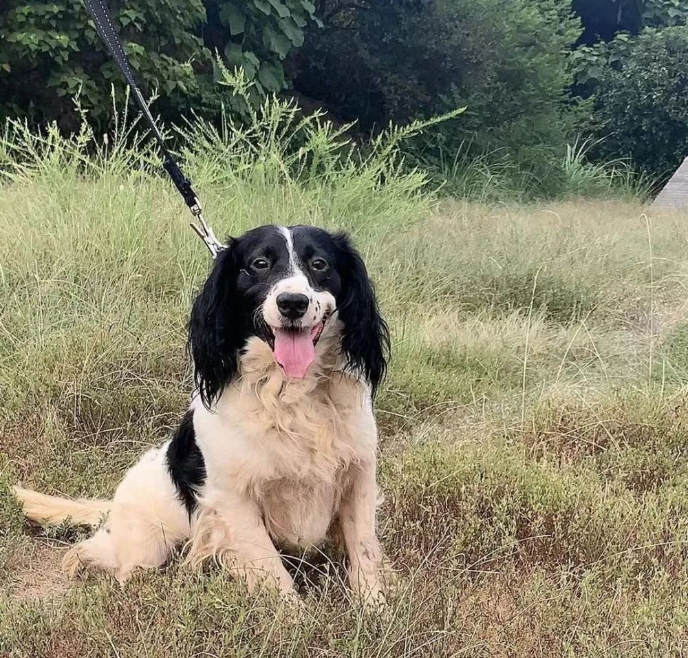 免費領養警犬還有這等好事