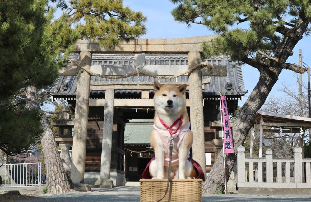 海贼婆罗门可还行 Talkop和外行员因抄袭开撕 腾讯新闻