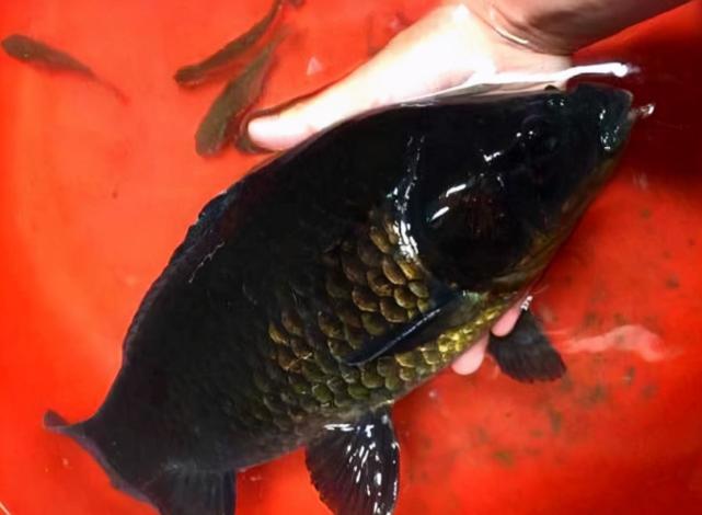 珠江一男子钓获黑鲫鱼,全身漆黑如墨,老大爷:赶紧放了