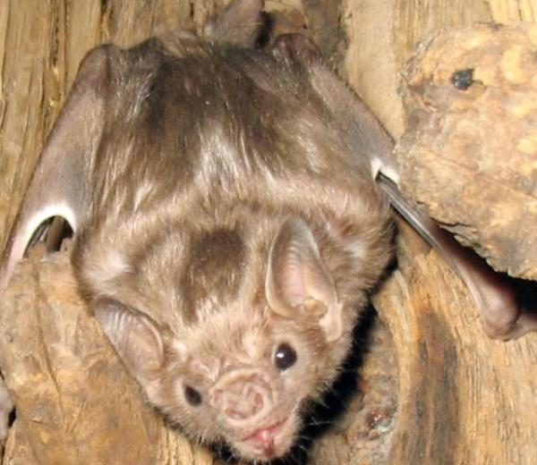 好危险!四川男子家中挂了三十只蝙蝠,消防员全副武装用火消杀