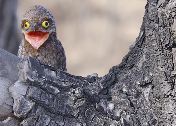 如幽灵般的鸟一动不动假装别人看不见我张开大嘴有点诡异