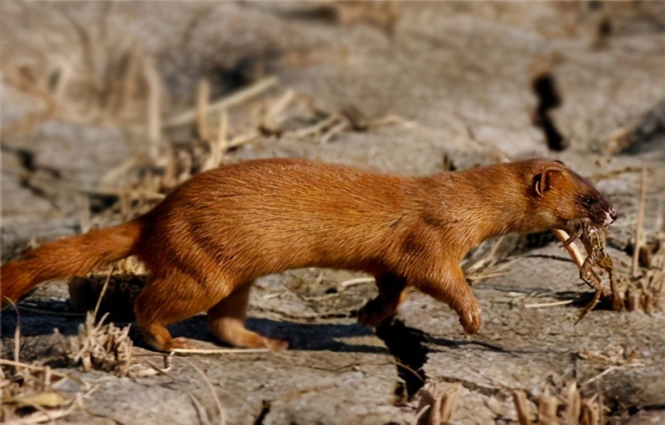 原本在我国常见的黄鼠狼数量大减它其实是一种消灭老鼠的益兽