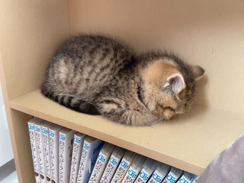 怎么会有这么萌的小奶猫已经在准备麻袋了