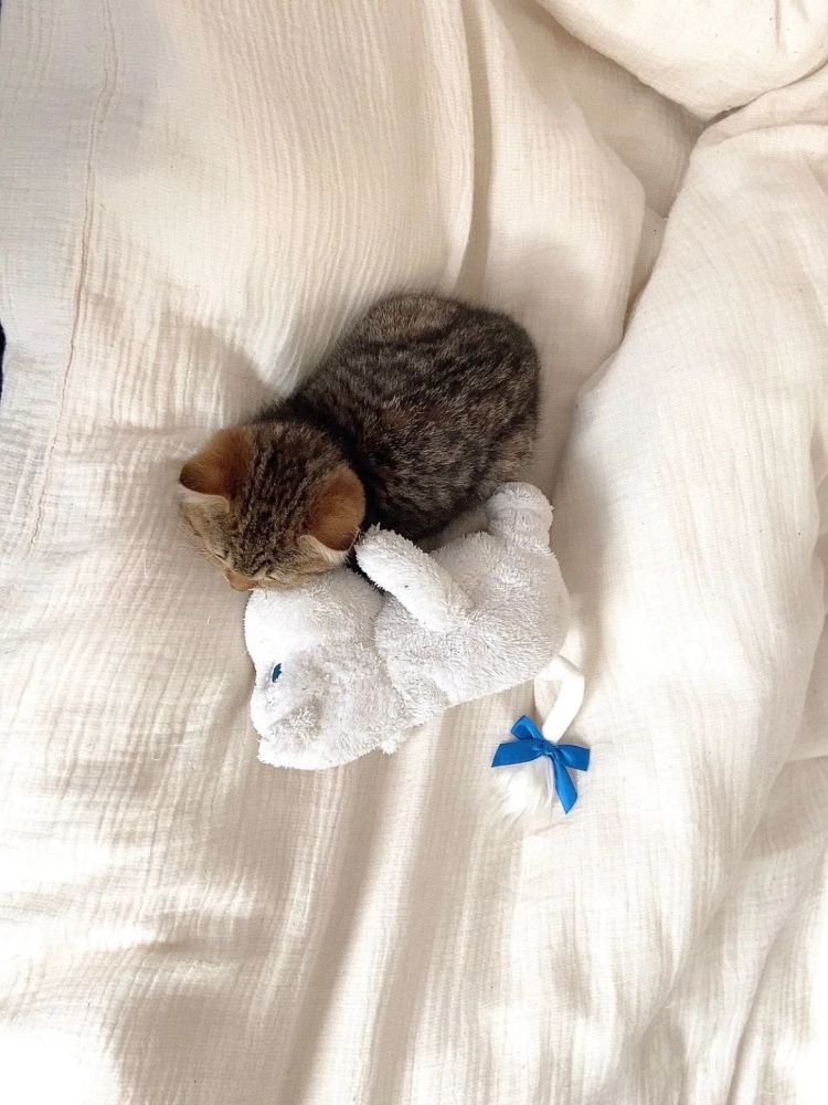 怎么会有这么萌的小奶猫已经在准备麻袋了