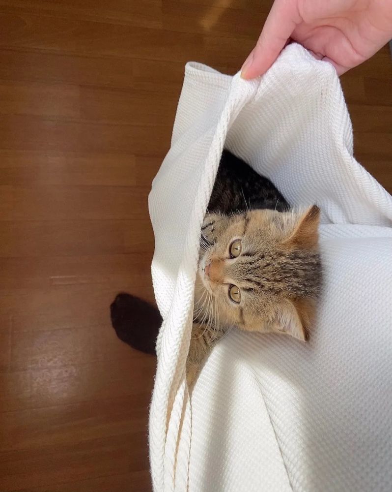 怎么会有这么萌的小奶猫已经在准备麻袋了