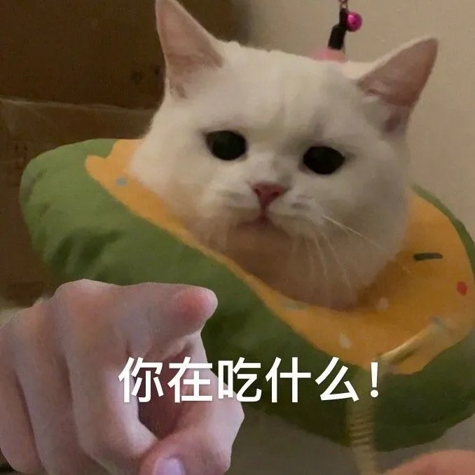 网红猫咪奶盖表情包你在吃什么