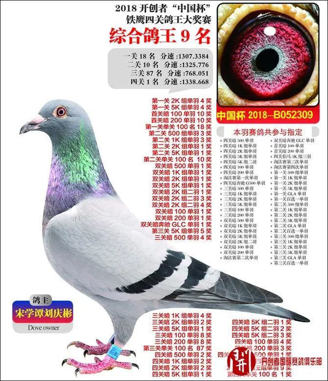 赛鸽界的盖帮帮主宋学谭参赛至今仅投资8万种鸽阵容