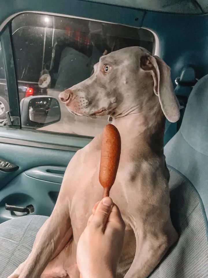 狗子面对烤肠时的两种反应.哈哈哈像不像你和闺蜜?
