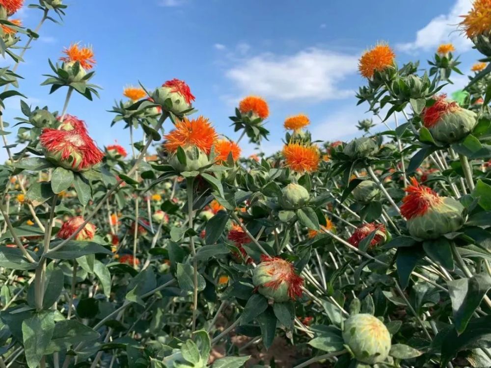 花儿为什么这样红一起到巴彦淖尔红花采摘节解密