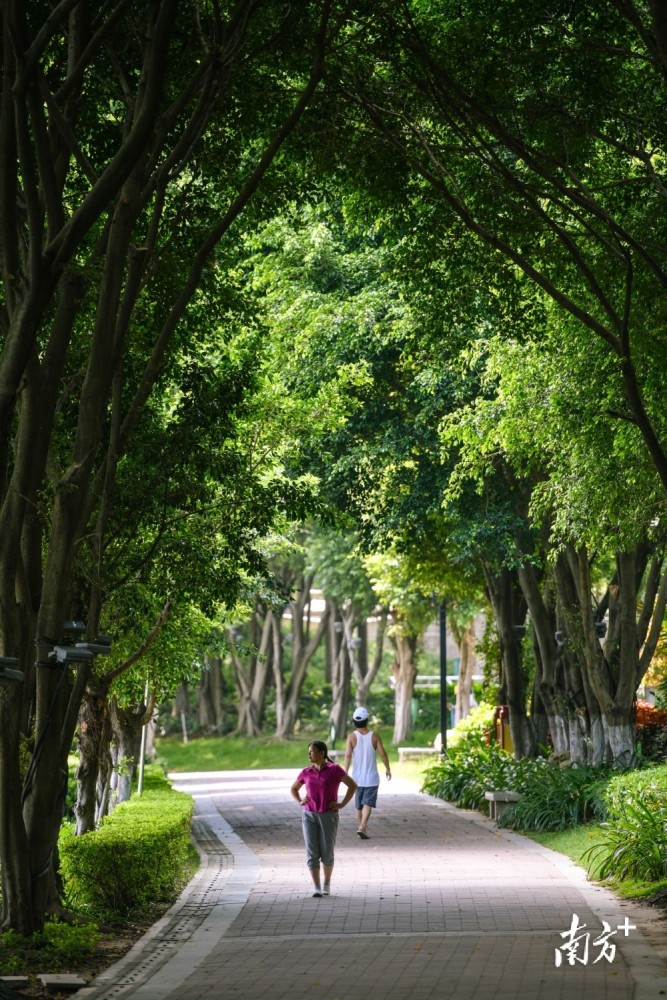 夏日清晨,太阳初醒,晨曦中,天空像挂着一块蓝色的画板,清风送走了前