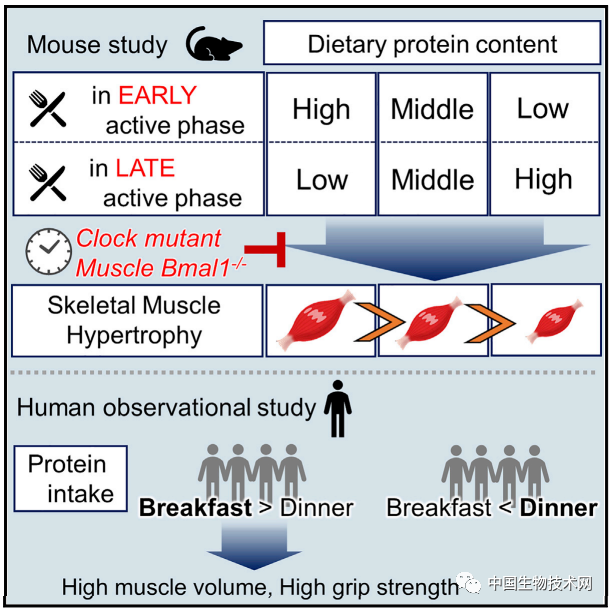 想要强身健体效果显著吗 那就在早餐补充更多的蛋白质 全网搜