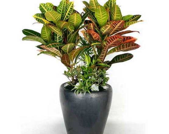 变叶木叶片色彩太淡?做好这些工作,叶片艳丽好看