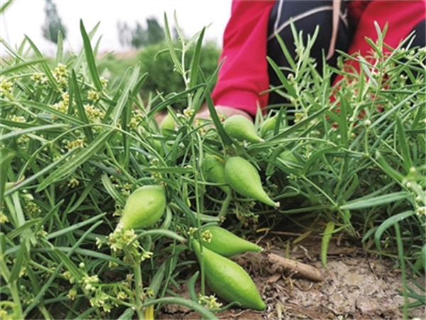 人称"奶瓜",以前7月随便摘,如今被炒至170元一斤,遭连根拔