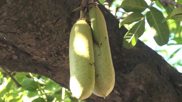 這是一種神奇的樹樹枝上掛滿香腸一根就管飽味道還不錯