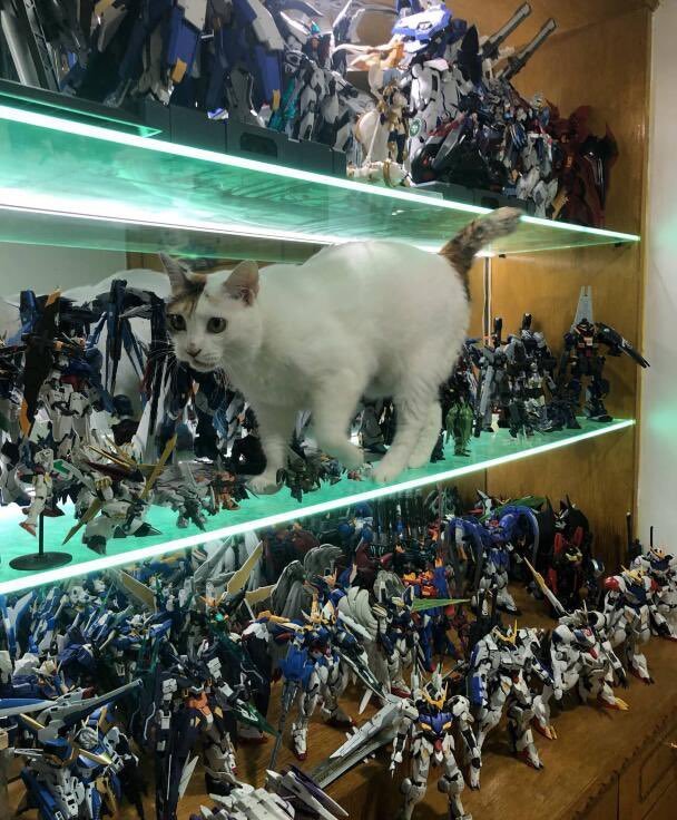 虽然说宅男的一面手办墙值得上北京一套房子是比较夸张的说法,不过