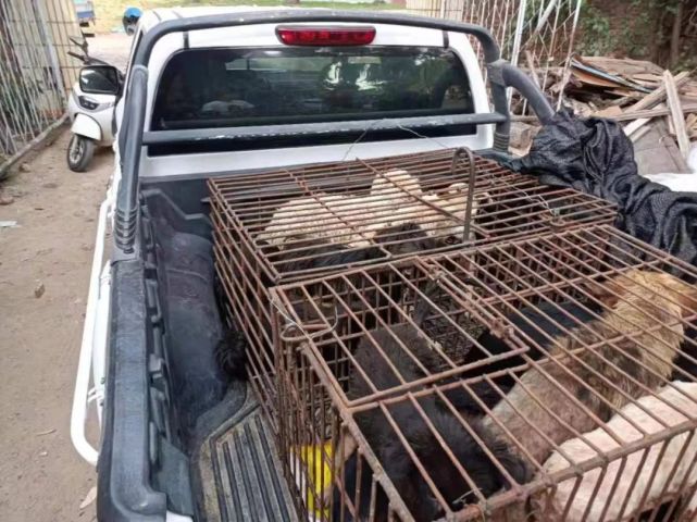 警方6小时蹲守破获系列盗狗案 民警回忆 解救活狗现场惨不忍睹 东方市 民警 东方市公安局 特巡警大队 张甲雄