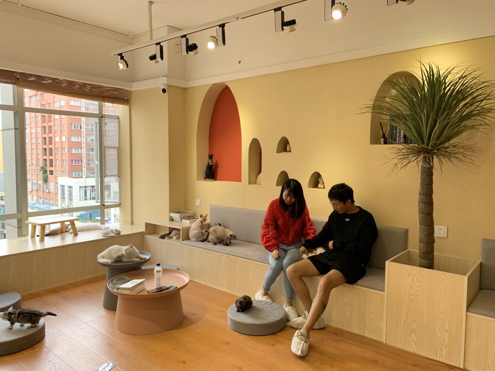 昆明新兴行业生存调查|有创新才有流量,昆明猫咖市场