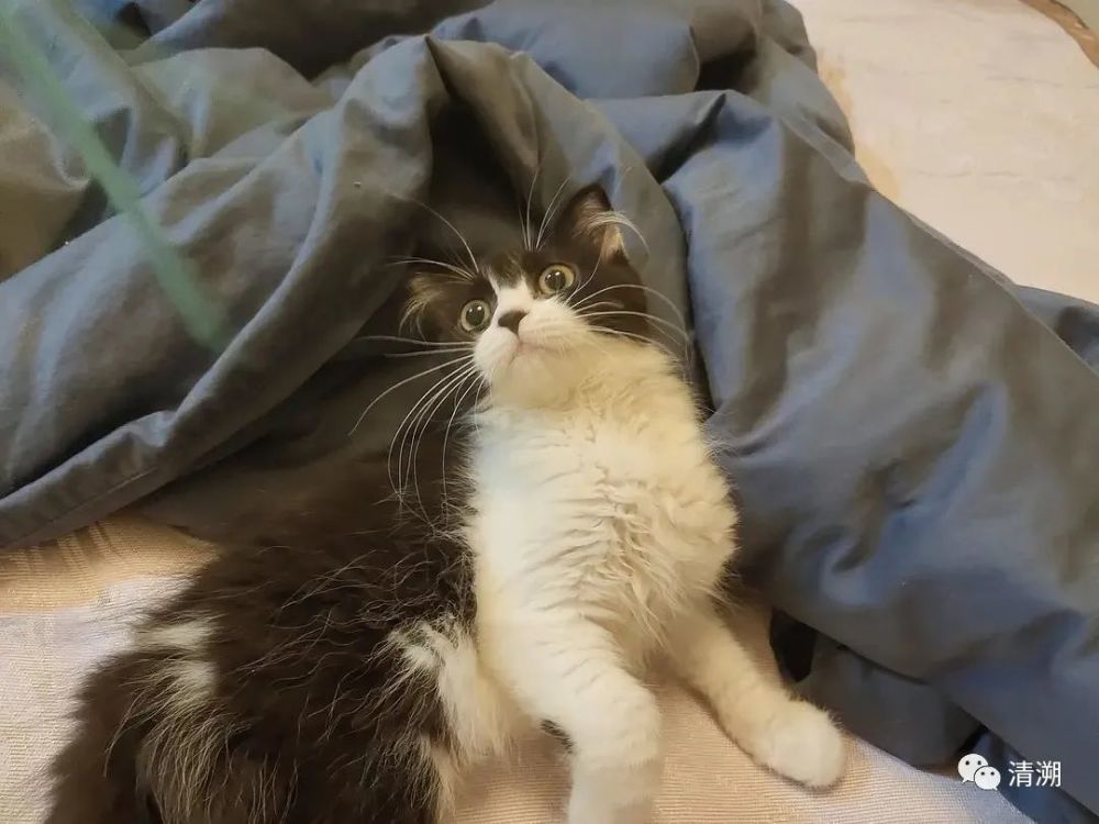 云吸猫逗猫棒拿来吧你