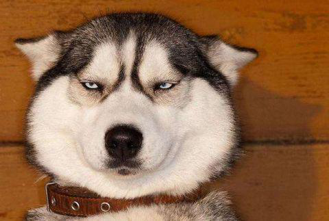 世界上智商最低的狗,你绝对猜不到