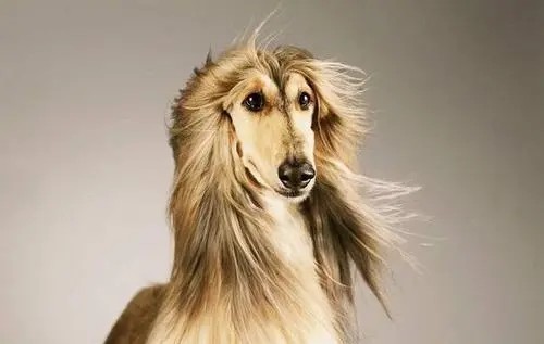 世界上智商最低的狗你绝对猜不到