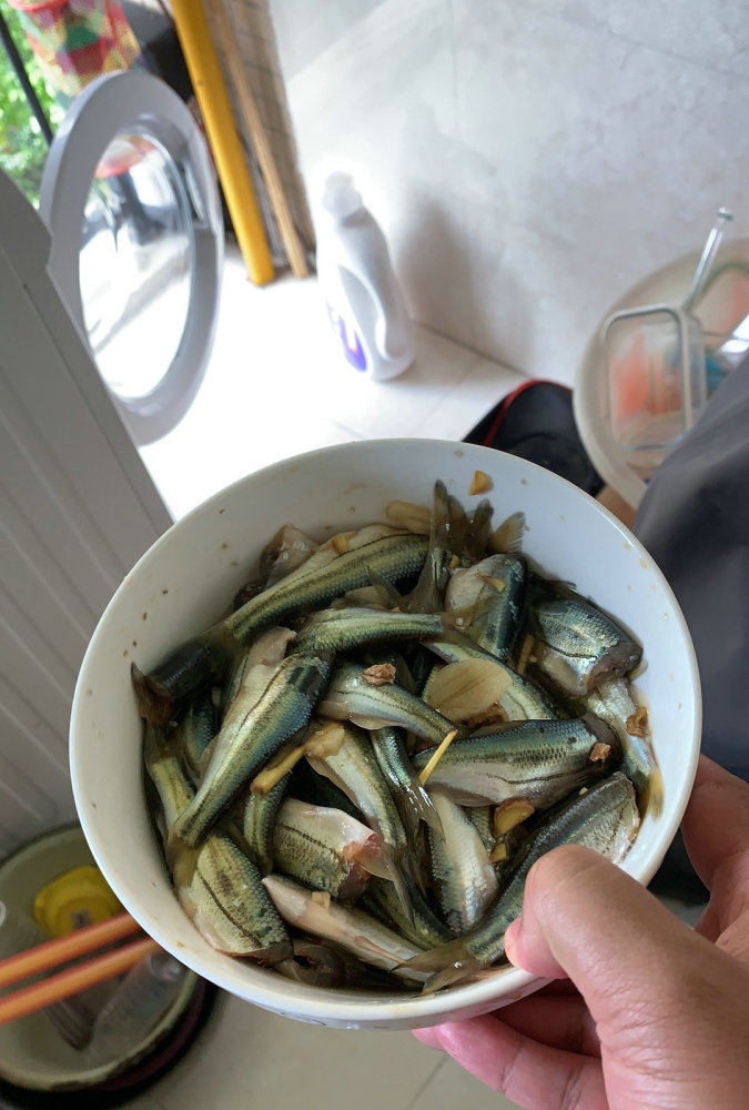 吃起来很鲜?四川小河里"彩色麦穗鱼"泛滥,老一辈叫麦线子鱼