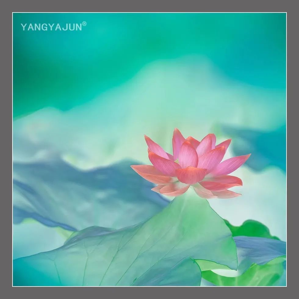 花卉淡雅色,应用在荷花如此清新脱俗_腾讯新闻