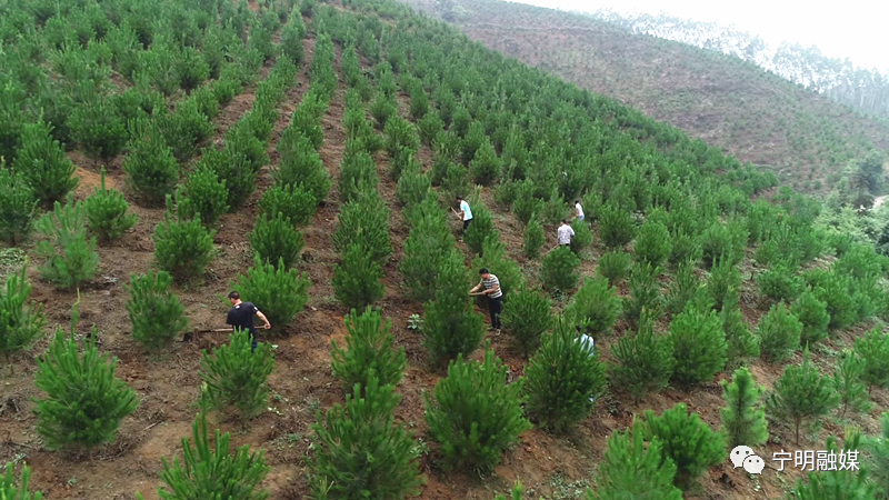 林地托管,探索林业经营新模式