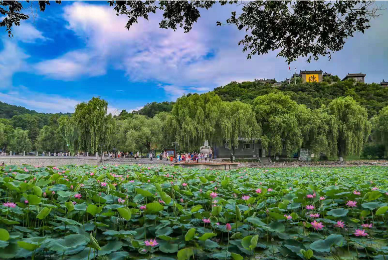 吉林市:北山荷韵 美在"当夏"