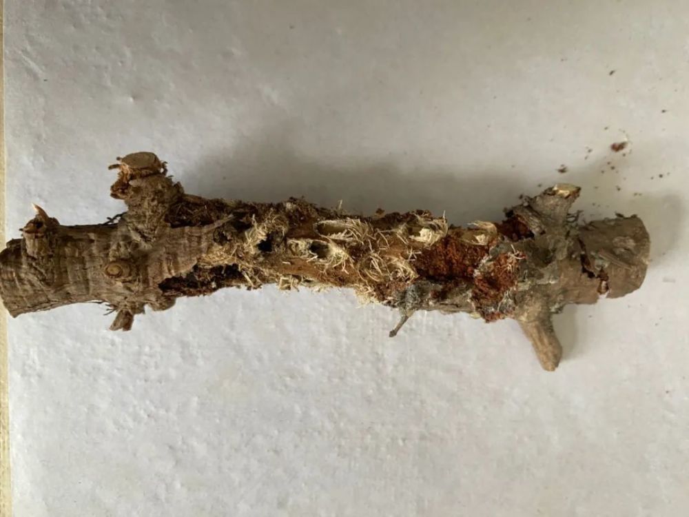 林讯吕梁林局林木良种培育中心发现华山松木蠹象危害白皮松