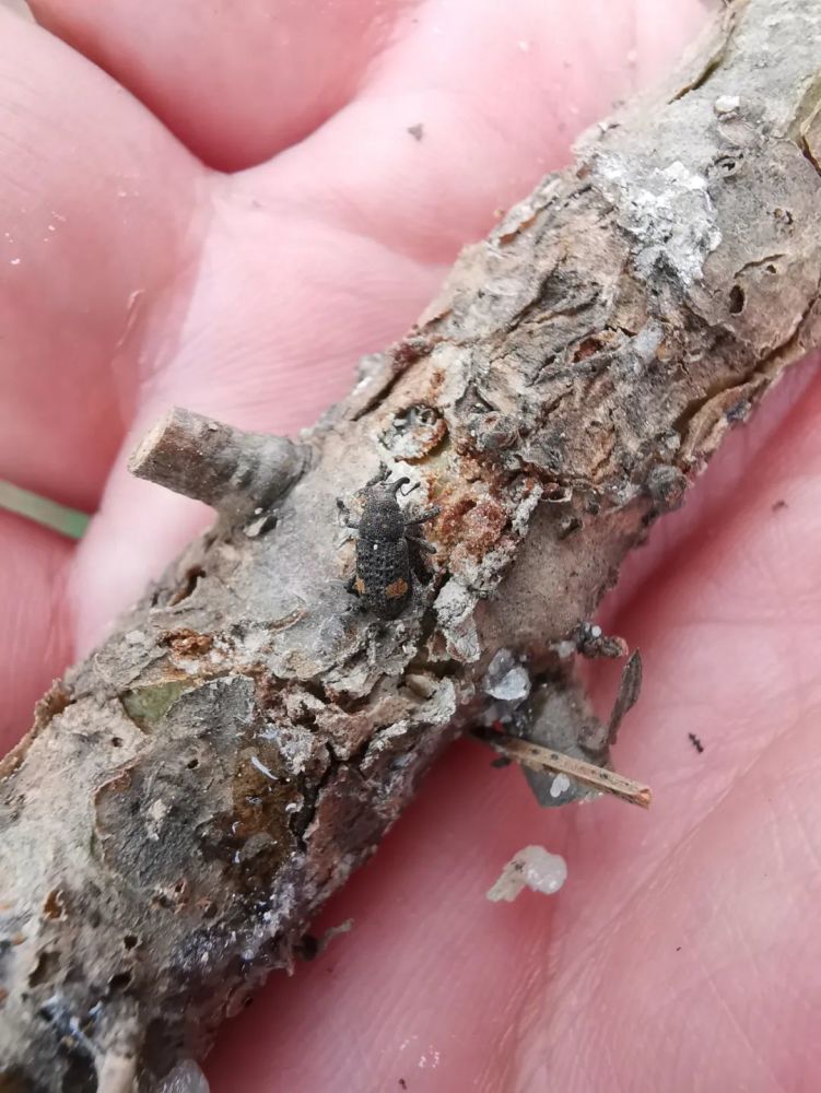 林讯吕梁林局林木良种培育中心发现华山松木蠹象危害白皮松