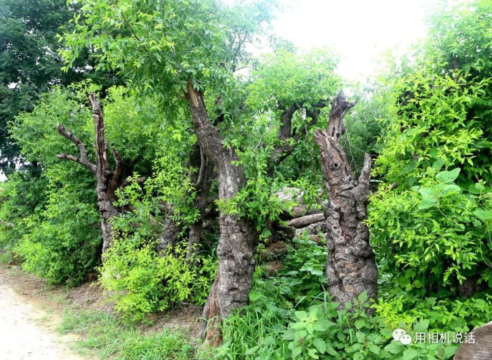 盐山这位七旬老人收藏的千余棵枣木正在等您来"开发"