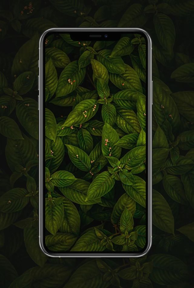 iphone13绿色壁纸图片