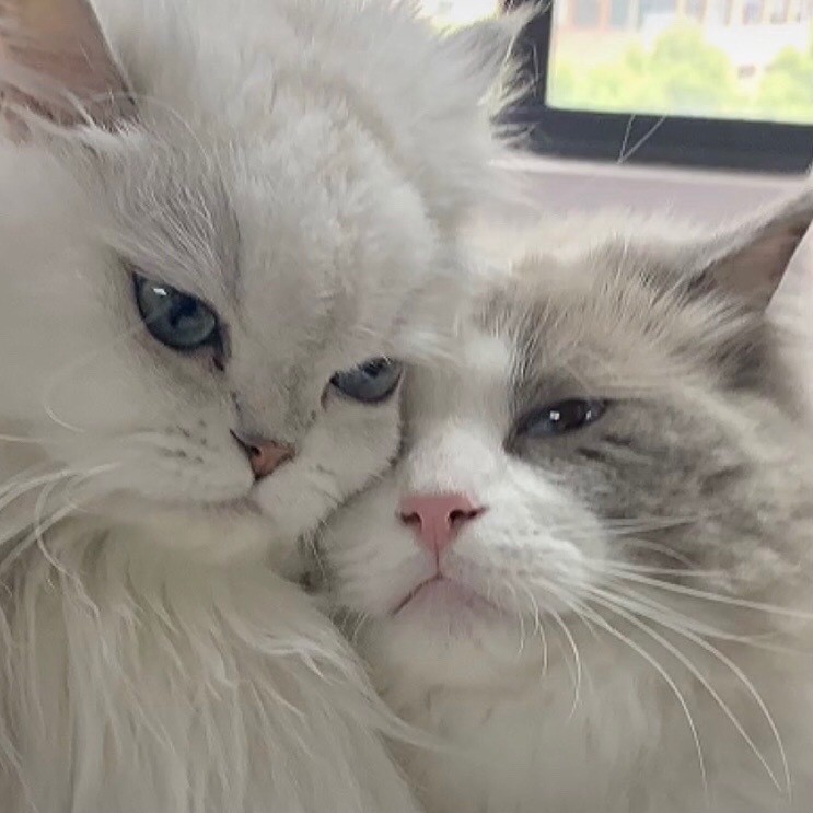 臭宝 和你的可爱情头_腾讯新闻