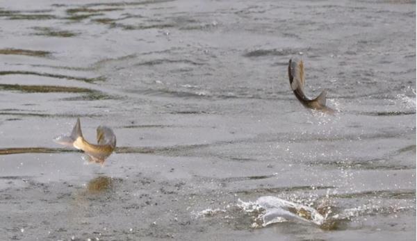 河北出现奇怪现象,大量青蛙开始"迁徙",会是灾难的前兆吗?