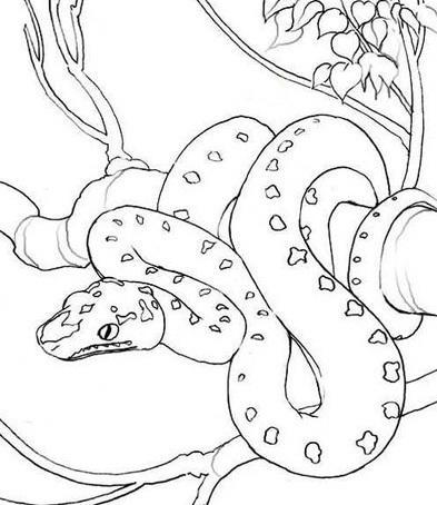 都可以达到8米左右,要远远比第二阵营的"领头羊"-眼镜王蛇大得多