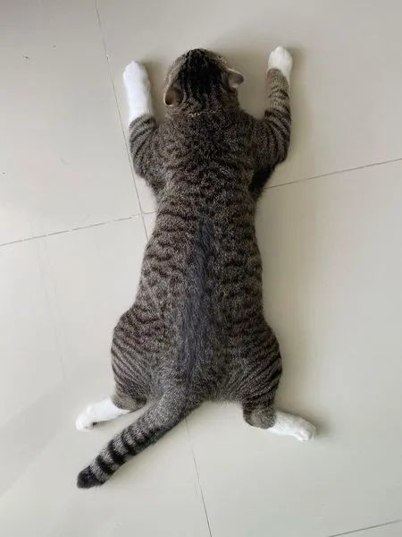 天气太热,猫咪趴在地上都融化了